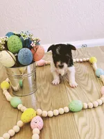 Male 2, a male Biewer for sale in Litchfield Park, AZ – Photo 1 of 6