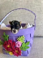 Male 2, a male Biewer for sale in Litchfield Park, AZ – Photo 5 of 5