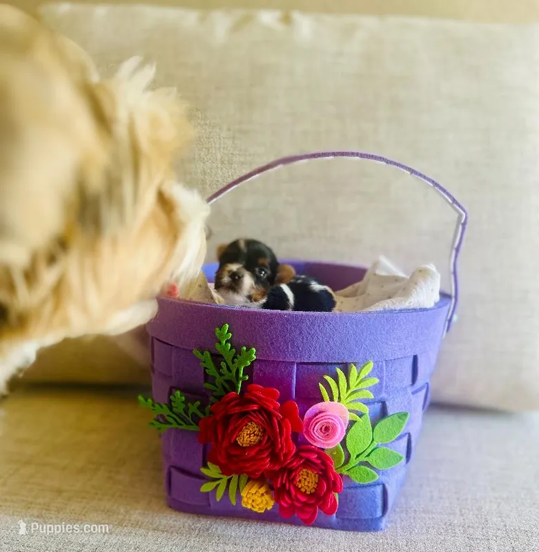 Male 2 – Biewer puppy for sale in Litchfield Park, AZ