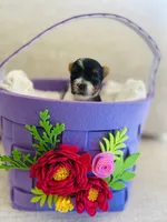 Male 2, a male Biewer for sale in Litchfield Park, AZ – Photo 2 of 5