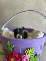 Male 2, a male Biewer for sale in Litchfield Park, AZ – Photo 3 of 5