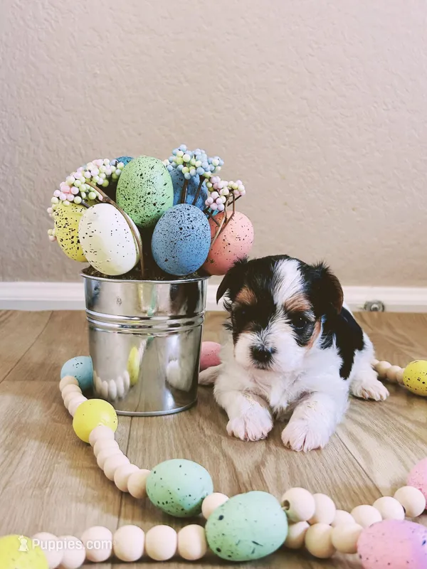 Female 1 – Biewer puppy for sale in Litchfield Park, AZ