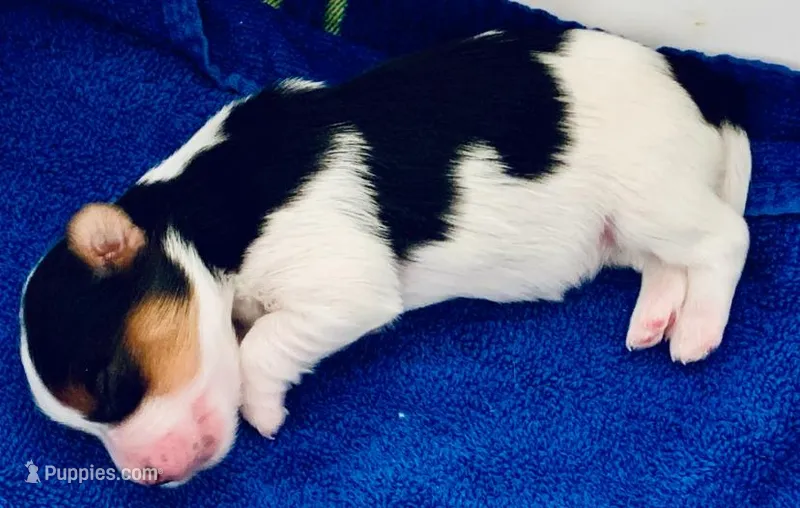 Female 1 – Biewer puppy on hold in Litchfield Park, AZ