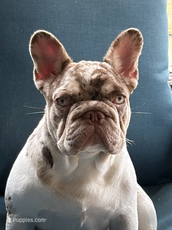 Roux – French Bulldog puppy for sale in Texarkana, AR
