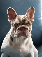 Roux, a female French Bulldog for sale in Texarkana, AR – 1 of 5