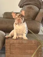 Roux, a female French Bulldog for sale in Texarkana, AR – 3 of 5