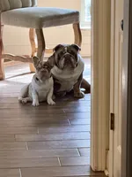 Roux, a female French Bulldog for sale in Texarkana, AR – 4 of 5