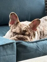 Roux, a female French Bulldog for sale in Texarkana, AR – 2 of 5