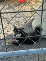 Barnabus, a male Shiba Inu for sale in Muskogee, OK – 3 of 3