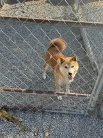 Sophie, a female Shiba Inu for sale in Muskogee, OK – 3 of 3