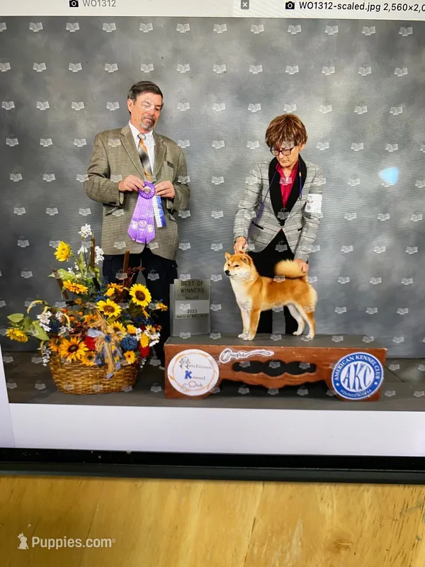 Sophie – Shiba Inu puppy for sale in Muskogee, OK