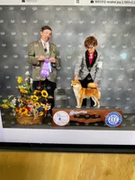 Sophie, a female Shiba Inu for sale in Muskogee, OK – 1 of 3
