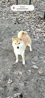 Sophie, a female Shiba Inu for sale in Muskogee, OK – 2 of 3