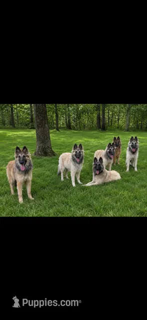 Fawn PUPPY GIRL – Belgian Tervuren puppy for sale in Muskogee, OK