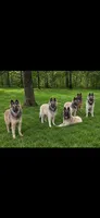Fawn PUPPY GIRL, a female Belgian Tervuren for sale in Muskogee, OK – 1 of 1