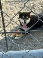 Barnabus, a male Shiba Inu for sale in Muskogee, OK – 2 of 3