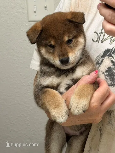 Sesame Puppy Boy – Shiba Inu puppy for sale in Muskogee, OK