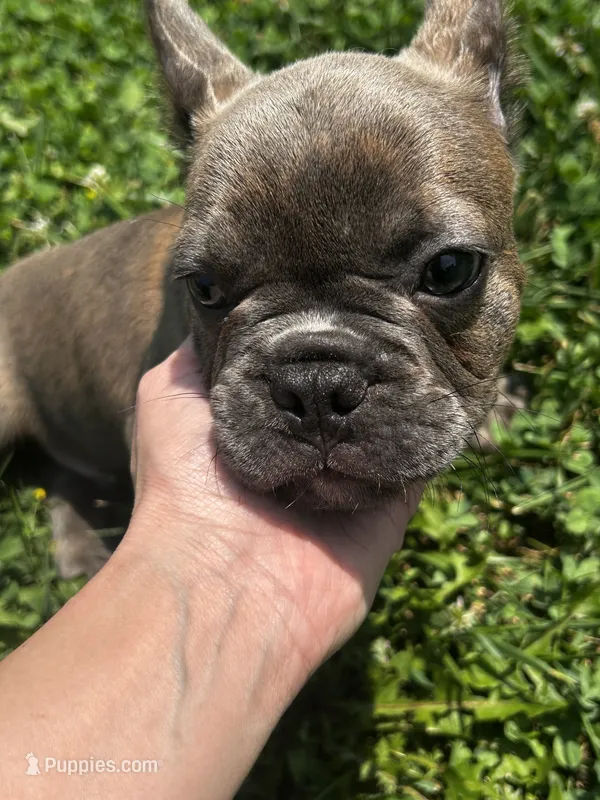 Benny – French Bulldog puppy for sale in Whitehall, PA
