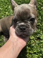 Benny, a male French Bulldog for sale in Whitehall, PA – 1 of 10