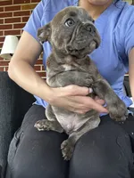 Benny, a male French Bulldog for sale in Whitehall, PA – 10 of 10