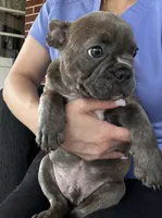 Benny, a male French Bulldog for sale in Whitehall, PA – 3 of 10
