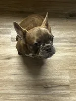 Benny, a male French Bulldog for sale in Whitehall, PA – 5 of 10