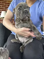 Benny, a male French Bulldog for sale in Whitehall, PA – 4 of 10