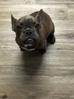 Benny, a male French Bulldog for sale in Whitehall, PA – 6 of 10