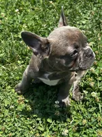 Benny, a male French Bulldog for sale in Whitehall, PA – 7 of 10