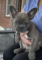 Benny, a male French Bulldog for sale in Whitehall, PA – 8 of 10