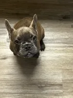 Benny, a male French Bulldog for sale in Whitehall, PA – 2 of 10