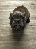 Benny, a male French Bulldog for sale in Whitehall, PA – 9 of 10