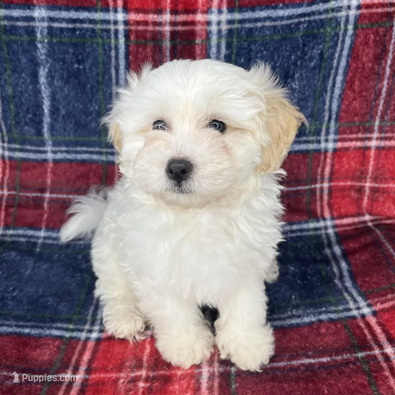 Fluffy  – Maltipoo, Poodle - Toy  puppy for sale in Baker, CA