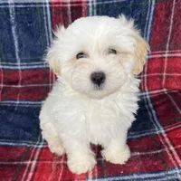 maltipoo , a male Maltipoo and Poodle - Toy  for sale in Baker, CA – Photo 4 of 7