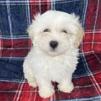 maltipoo , a male Maltipoo and Poodle - Toy  for sale in Baker, CA – Photo 3 of 7