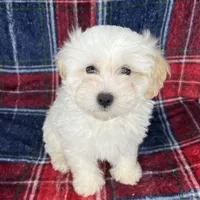 Toy maltipoo , a male Maltipoo and Poodle - Toy  for sale in Baker, CA – Photo 1 of 6