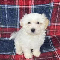 Toy maltipoo , a male Maltipoo and Poodle - Toy  for sale in Baker, CA – Photo 6 of 6