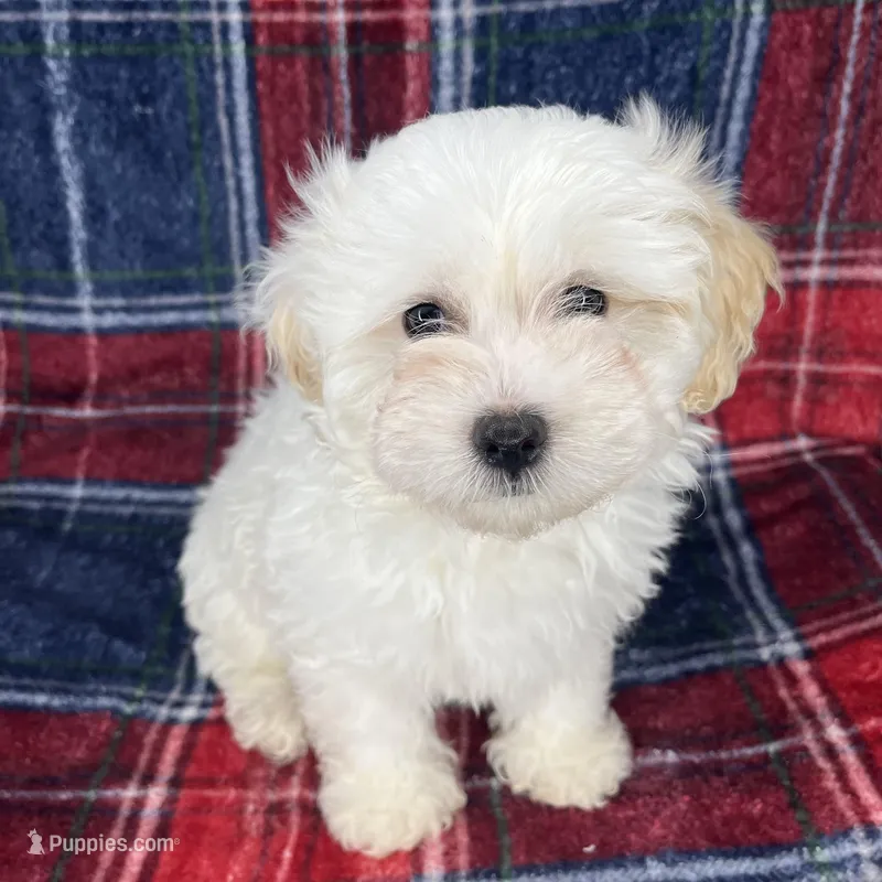 Maltipoo Puppy  – Maltese, Poodle - Toy  puppy for sale in Baker, CA