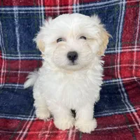 Maltipoo Puppy , a male Maltese and Poodle - Toy  for sale in Baker, CA – Photo 3 of 4
