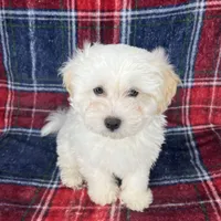 Maltipoo , a male Maltipoo and Poodle - Toy  for sale in Baker, CA – Photo 3 of 3