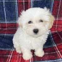 Maltipoo , a male Maltipoo and Poodle - Toy  for sale in Baker, CA – Photo 1 of 3