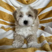 puppy #1, a male Maltipoo and Poodle - Toy  for sale in Baker, CA – Photo 4 of 4