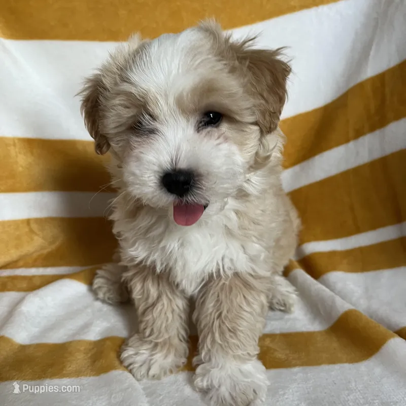 puppy #1 – Maltipoo, Poodle - Toy  puppy for sale in Baker, CA