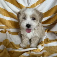 puppy #1, a male Maltipoo and Poodle - Toy  for sale in Baker, CA – Photo 3 of 4