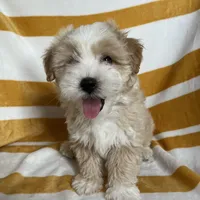 puppy #1, a male Maltipoo and Poodle - Toy  for sale in Baker, CA – Photo 2 of 4