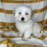 Puppy #2 , a male Maltipoo and Poodle - Toy  for sale in Baker, CA – Photo 2 of 3