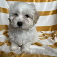 Puppy #2 , a male Maltipoo and Poodle - Toy  for sale in Baker, CA – Photo 3 of 3