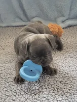 Tank, a male French Bulldog for sale in Annapolis, MD – 3 of 4