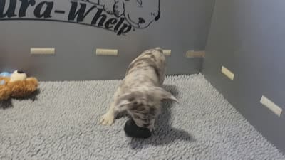 Maverick , a male French Bulldog for sale in Annapolis, MD – 5 of 5