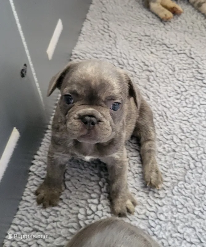 James – French Bulldog puppy for sale in Annapolis, MD